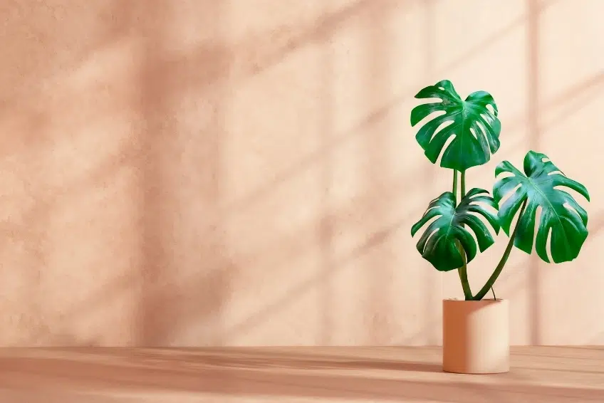 Island Life Guides - Tropical Plants In Island Decor