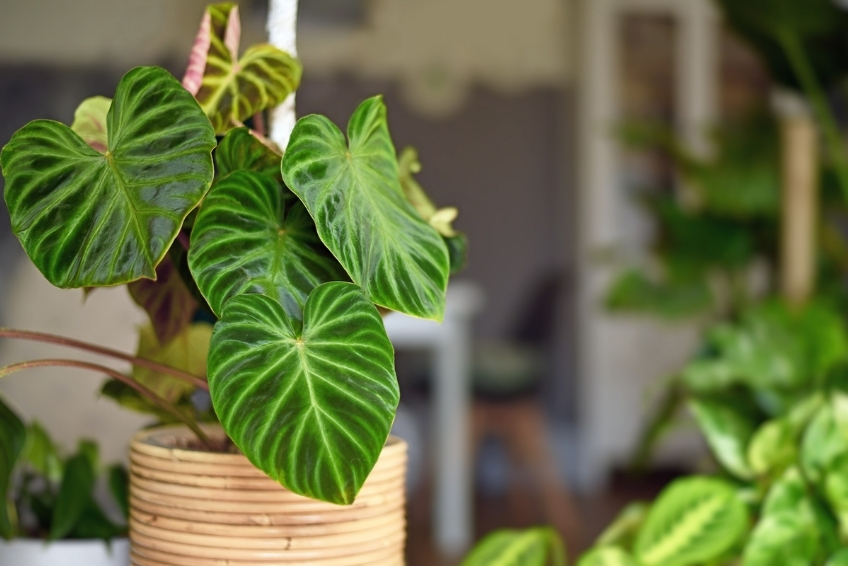 Tropical Plants in home decor