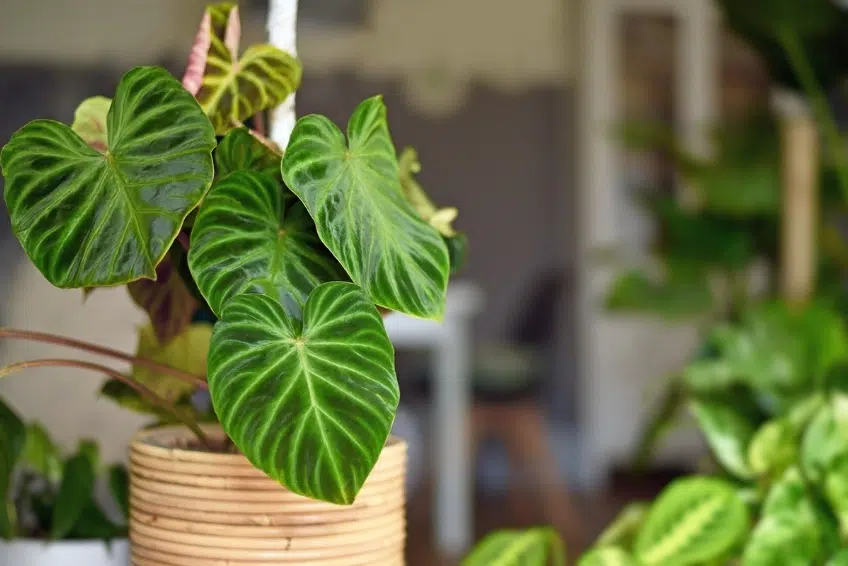 Tropical Plants in home decor